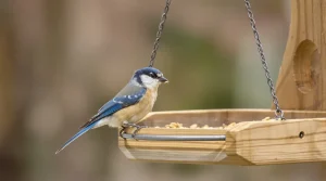 Avant d’arrêter de nourrir les oiseaux en mars, voici ce que recommandent vraiment les ornithologues