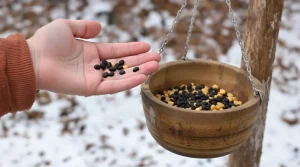 En mars, faut-il encore nourrir les oiseaux ? Les ornithologues révèlent la méthode à suivre