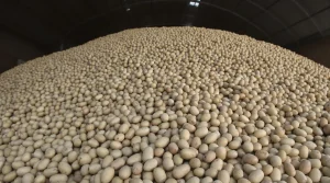 Pas-de-Calais : plutôt que les jeter, un agriculteur offre gratuitement ses pommes de terre invendues