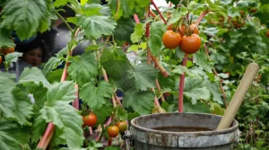 Tout le monde utilise l’ortie, pourtant ce purin ancien protège mieux vos tomates, voici pourquoi