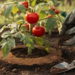 découvrez comment utiliser le marc de café pour favoriser la croissance de vos tomates grâce à notre guide pratique simple et efficace.